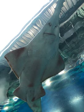 マクセル アクアパーク品川に投稿された画像（2020/12/30）