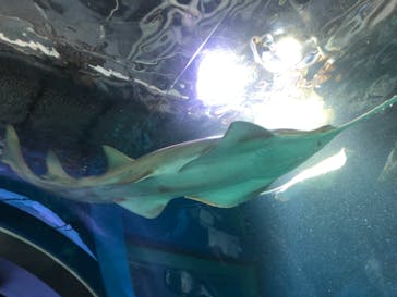 マクセル アクアパーク品川に投稿された画像（2020/12/30）