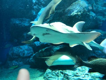 マクセル アクアパーク品川に投稿された画像（2020/12/30）