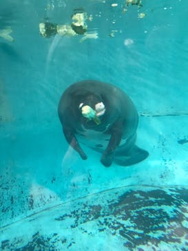 熱川バナナワニ園に投稿された画像（2020/12/30）