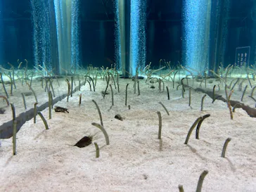 すみだ水族館に投稿された画像（2020/12/30）