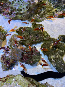 すみだ水族館に投稿された画像（2020/12/30）