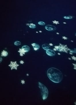 アクアワールド茨城県大洗水族館に投稿された画像（2020/12/30）