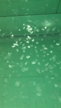 アクアワールド茨城県大洗水族館に投稿された画像（2020/12/30）