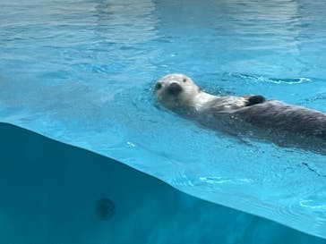 鳥羽水族館に投稿された画像（2020/12/30）