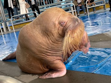 鳥羽水族館に投稿された画像（2020/12/30）