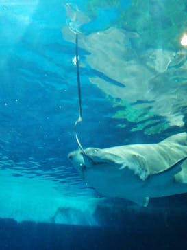 しながわ水族館に投稿された画像（2020/12/31）