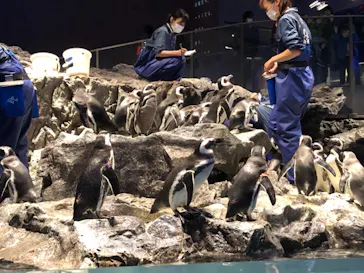 すみだ水族館に投稿された画像（2020/12/31）