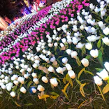 美らヤシパークオキナワ・東南植物楽園に投稿された画像（2020/12/31）