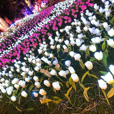 美らヤシパークオキナワ・東南植物楽園に投稿された画像（2020/12/31）