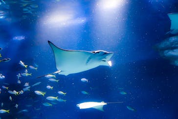 マクセル アクアパーク品川に投稿された画像（2020/12/31）