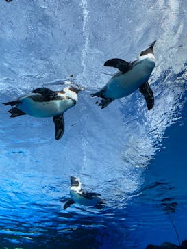 サンシャイン水族館に投稿された画像（2020/12/31）