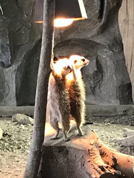 那須どうぶつ王国に投稿された画像（2020/12/31）