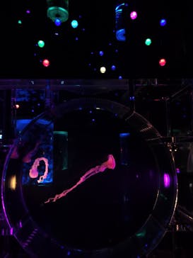 マクセル アクアパーク品川に投稿された画像（2020/12/31）