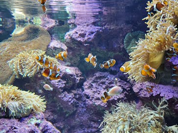 サンシャイン水族館に投稿された画像（2020/12/31）