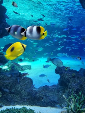 サンシャイン水族館に投稿された画像（2020/12/31）