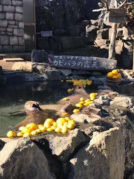 伊豆シャボテン動物公園に投稿された画像（2020/12/31）