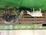 Moff animal world BIGHOPガーデンモール印西店に投稿された画像（2020/12/31）