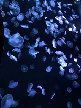 すみだ水族館に投稿された画像（2020/12/31）