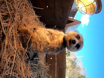 しろとり動物園に投稿された画像（2020/12/31）