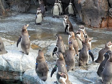 アクアワールド茨城県大洗水族館に投稿された画像（2020/12/31）