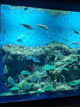 アクアワールド茨城県大洗水族館に投稿された画像（2020/12/31）