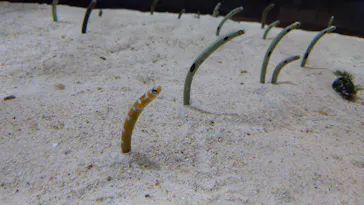 すみだ水族館に投稿された画像（2020/12/31）