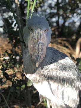 神戸どうぶつ王国に投稿された画像（2020/12/31）