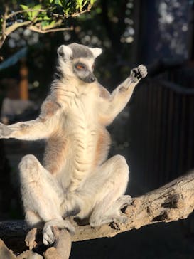 神戸どうぶつ王国に投稿された画像（2020/12/31）