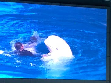 横浜・八景島シーパラダイスに投稿された画像（2020/12/31）