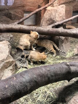 那須どうぶつ王国に投稿された画像（2020/12/31）