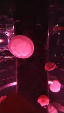 マクセル アクアパーク品川に投稿された画像（2020/12/31）