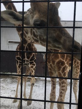 那須サファリパークに投稿された画像（2020/12/31）