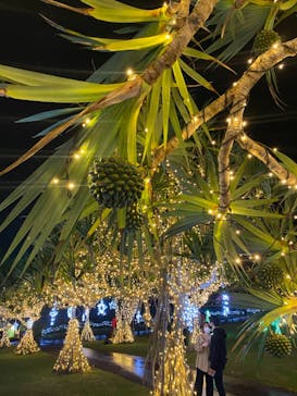 美らヤシパークオキナワ・東南植物楽園に投稿された画像（2021/1/1）