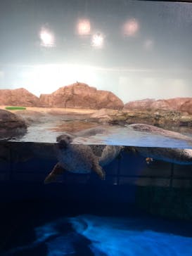 マクセル アクアパーク品川に投稿された画像（2021/1/1）