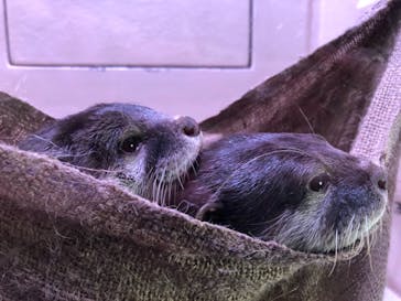 マクセル アクアパーク品川に投稿された画像（2021/1/1）