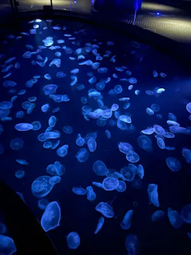 すみだ水族館に投稿された画像（2021/1/1）