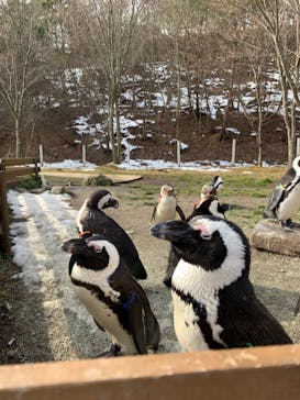 那須どうぶつ王国に投稿された画像（2021/1/1）