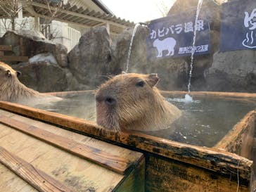 那須どうぶつ王国に投稿された画像（2021/1/1）