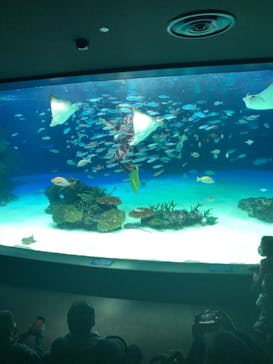 サンシャイン水族館に投稿された画像（2021/1/1）