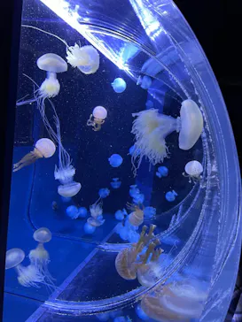 すみだ水族館に投稿された画像（2021/1/1）