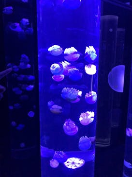 サンシャイン水族館に投稿された画像（2021/1/1）