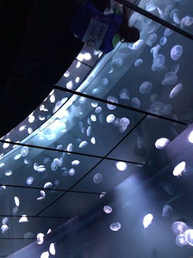 サンシャイン水族館に投稿された画像（2021/1/1）