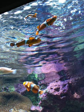 サンシャイン水族館に投稿された画像（2021/1/1）