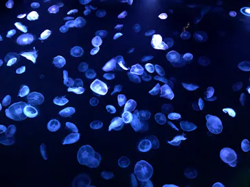 すみだ水族館に投稿された画像（2021/1/1）