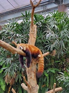 神戸どうぶつ王国に投稿された画像（2021/1/1）