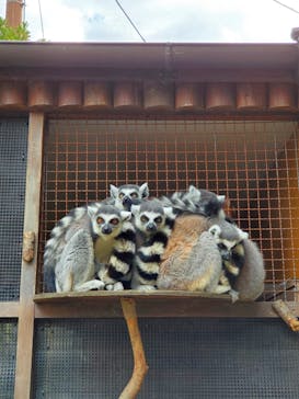 神戸どうぶつ王国に投稿された画像（2021/1/1）