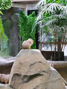 神戸どうぶつ王国に投稿された画像（2021/1/1）