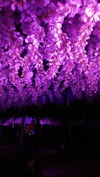 東京メガイルミに投稿された画像（2021/1/1）