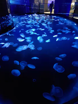 すみだ水族館に投稿された画像（2021/1/2）